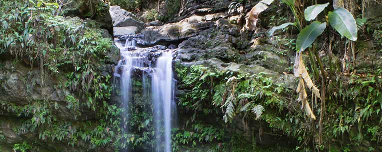 Allianz - Puerto Rico Rain Forest