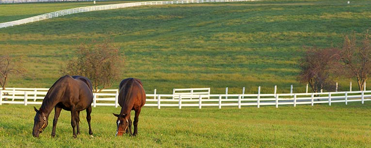 Allianz - Kentucky