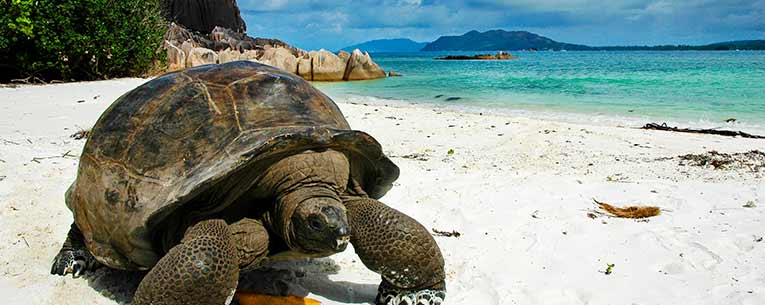 Allianz - Seychelles tortoise