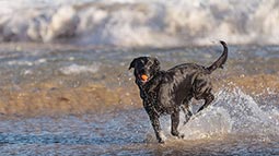 Dog at the Beach