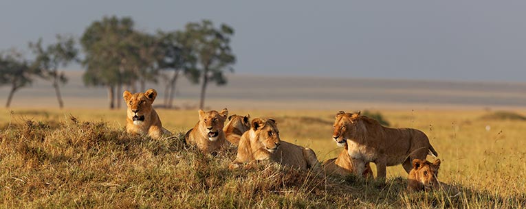 Allianz - Serengeti Lions