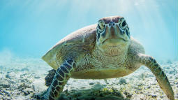 sea turtle