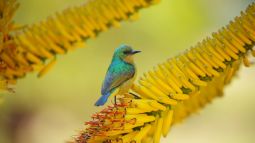 Sunbird in Kruger National Park, South Africa