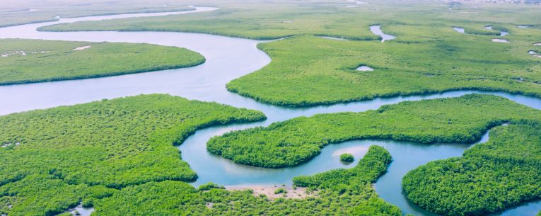 Allianz - Amazon Rainforest