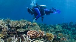 scuba diver coral reef restoration